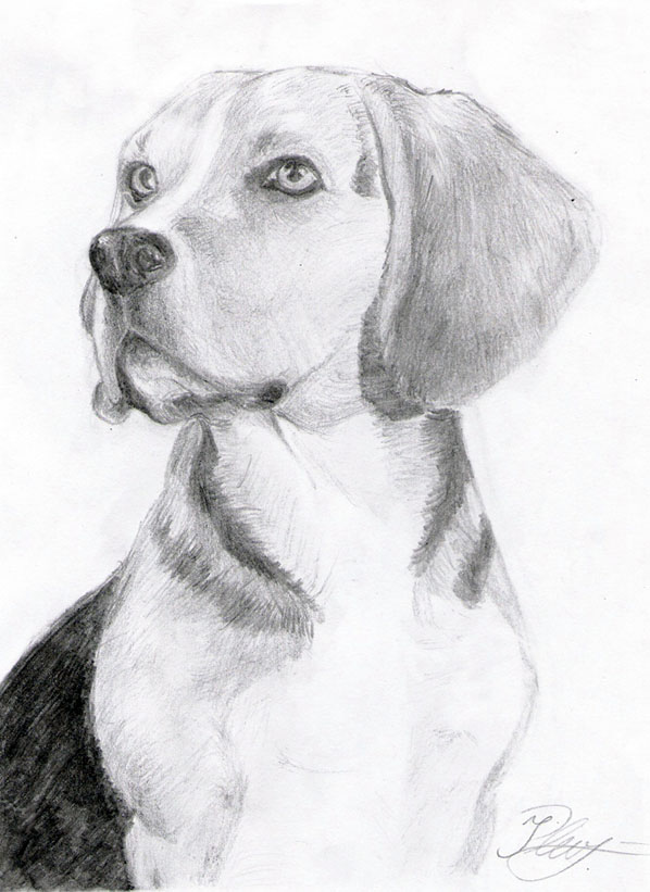 598x821 Beagle By Ingridda - Beagle Dog Sketch
