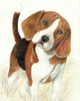 320x400 Beagle Sketch - Beagle Dog Sketch