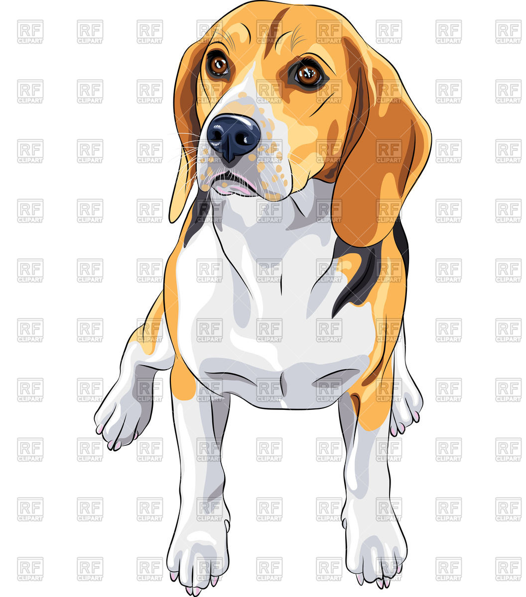 1056x1200 Color Sketch Of The Sitting Dog Of Beagle Breed Vector Image - Beagle Dog Sketch