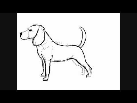 480x360 How To Draw A Dog Breed Beagle - Beagle Dog Sketch