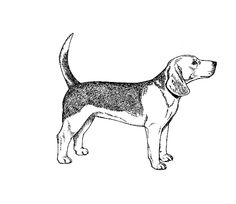 236x204 Beagle Dog Color Sketch Of The Dog Beagle Breed Sitting Paw Art - Beagle Dog Sketch