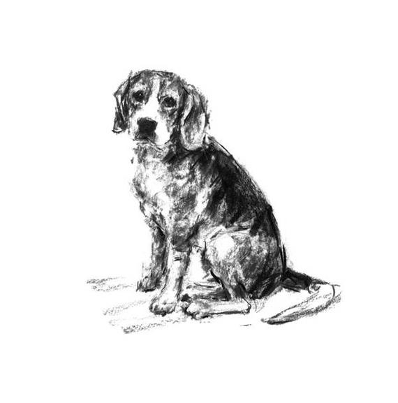 570x577 Beagle Dog Sketch Fine Art Dog Print Beagle Gift Beagle Etsy - Beagle Dog Sketch