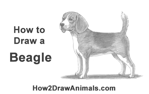500x315 Beagle Dog - Beagle Dog Sketch