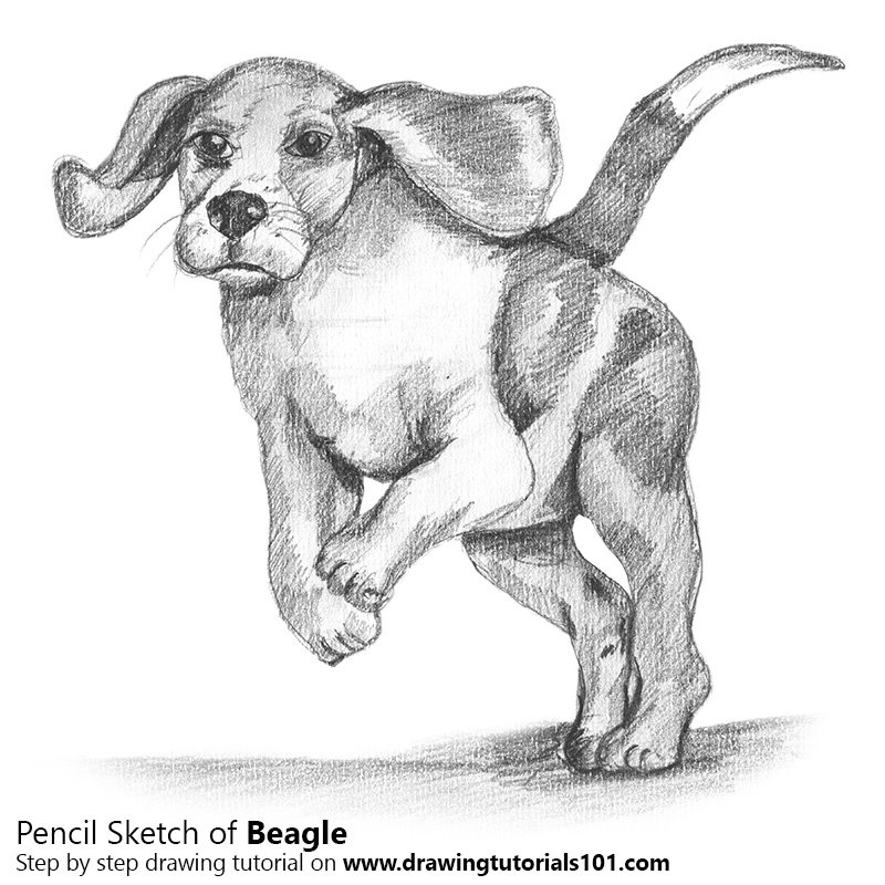 800x800 Beagle Pencil Drawing - Beagle Sketch