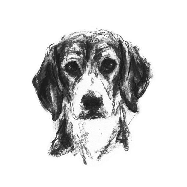 623x623 Beagle Sketch Print - Beagle Sketch