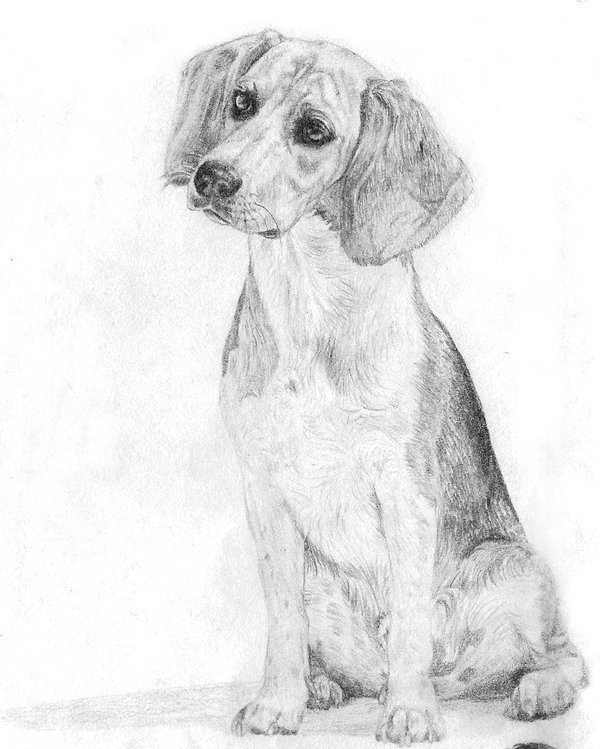 600x749 Beagle Sketch By Amandatolleson - Beagle Sketch