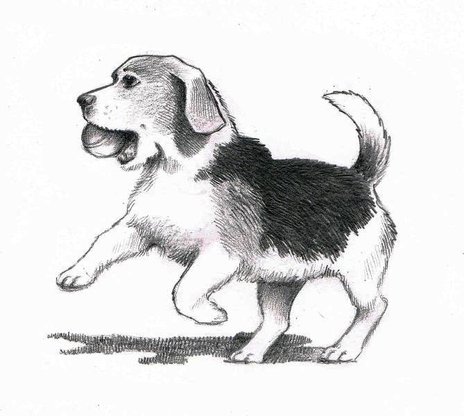 669x600 Completed Beagle Sketch - Beagle Sketch