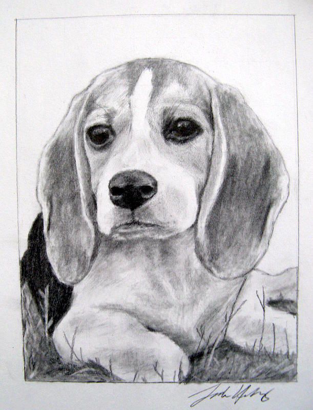 611x800 Dog Drawing - Beagle Sketch