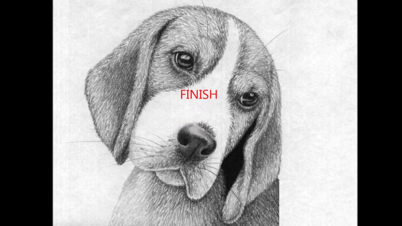 40+ Best Collections Easy Beagle Face Drawing | Barnes Family