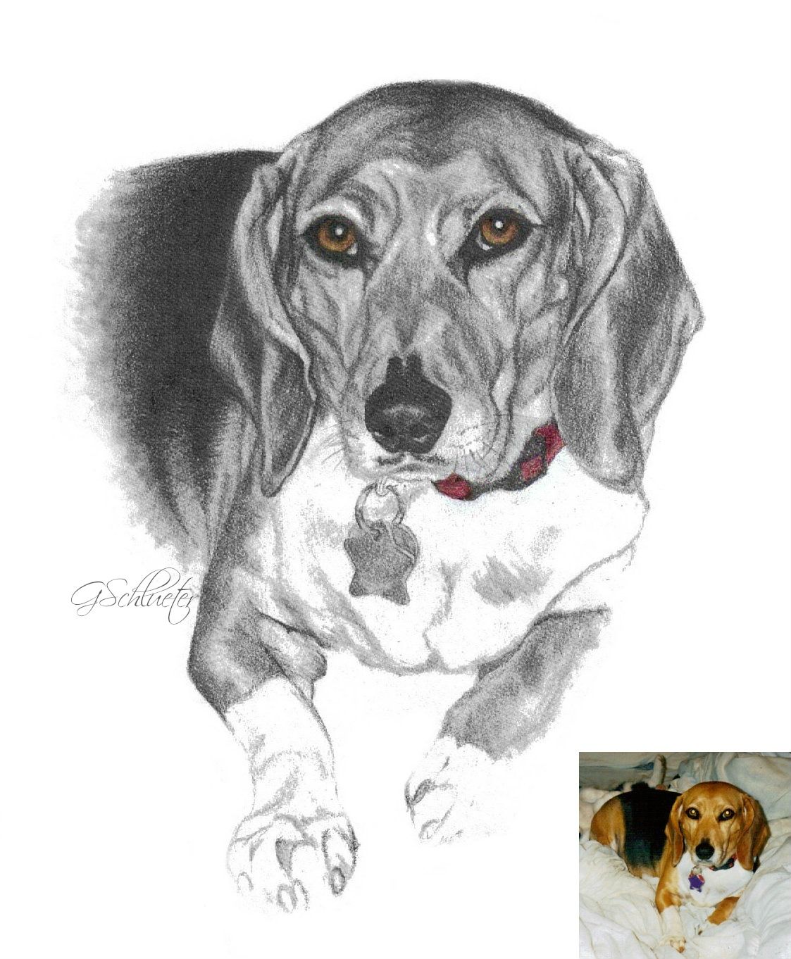 1123x1362 The Coronal , An 8x10 - Beagle Sketch