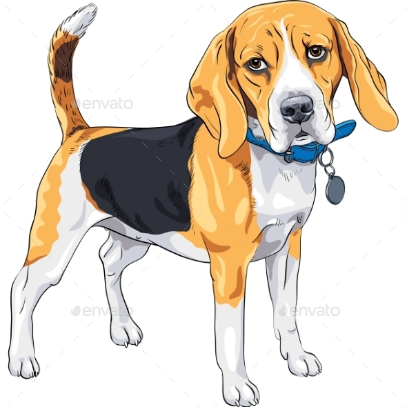 590x590 Vector Sketch Serious Dog Beagle Breed By Kavalenkava Graphicriver - Beagle Sketch