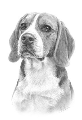 285x416 Beagle Art Inspiration Amp How To Drawings, Dog Art - Beagle Sketch