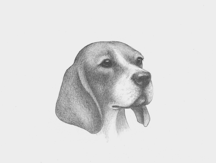 Beagle Sketch at PaintingValley.com | Explore collection of Beagle Sketch