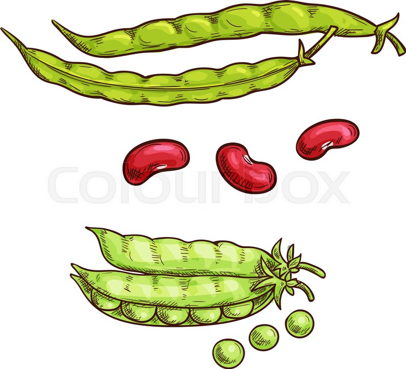800x726 Green Pea And Bean Vegetable Sketch Icons. Isolated Open Pea Pod - Bean Sketch