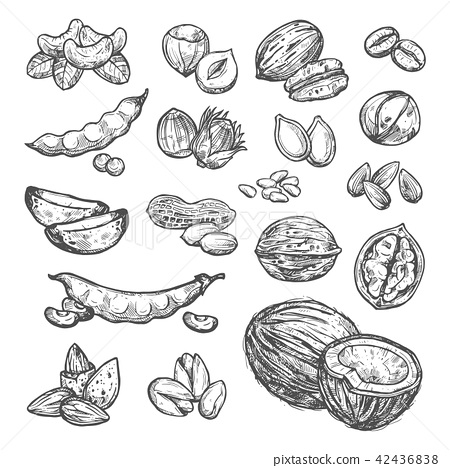 450x468 Nut, Seed And Bean Sketch Of Healthy Food Design - Bean Sketch