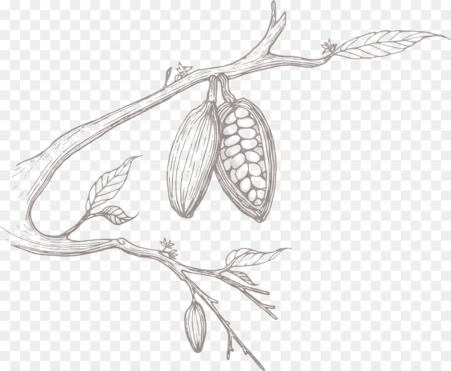 900x740 Sketch Product Design Flower Plant Stem - Bean Sketch