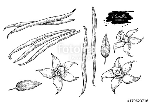 500x348 Vanilla Flower And Bean Stick Vector Drawing Set. Hand Drawn - Bean Sketch