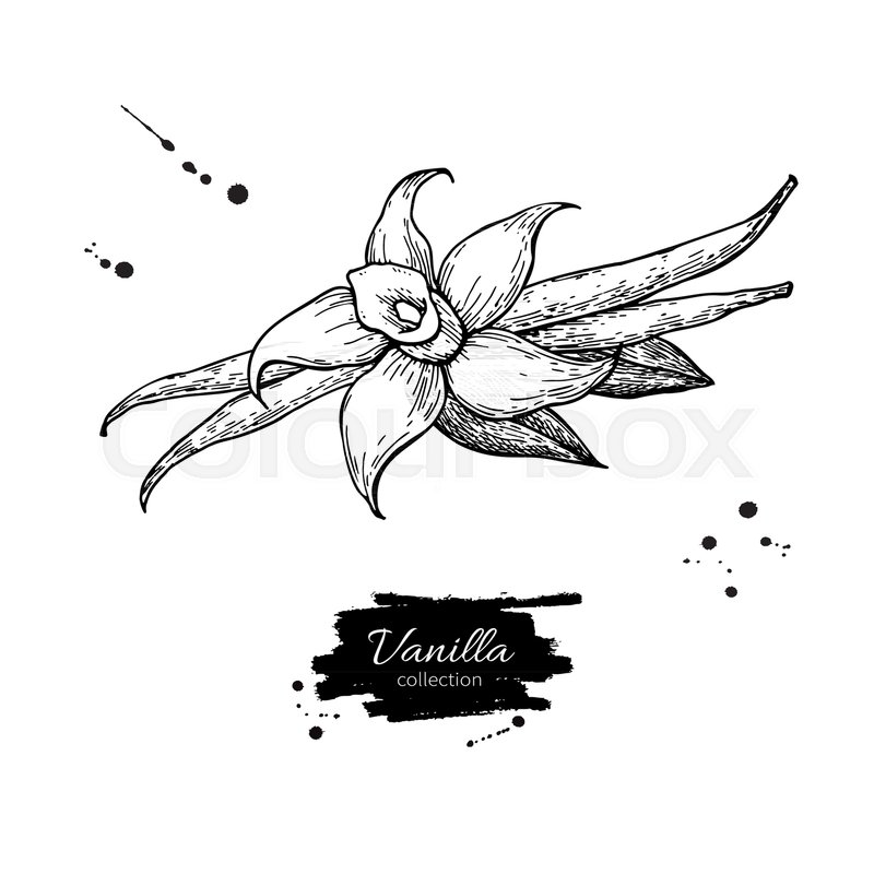 800x800 Vanilla Flower And Bean Stick Vector Drawing. Hand Drawn Sketch - Bean Sketch