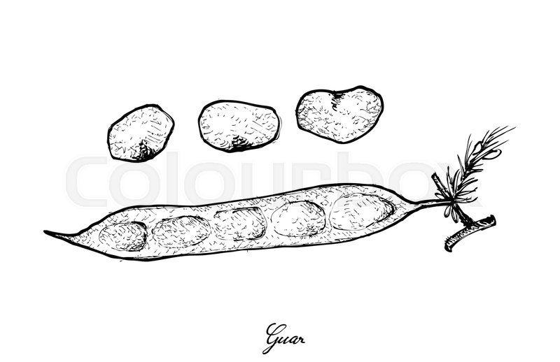 800x518 Vegetable, Illustration Of Hand Drawn Sketch Fresh Cluster Bean Or - Bean Sketch