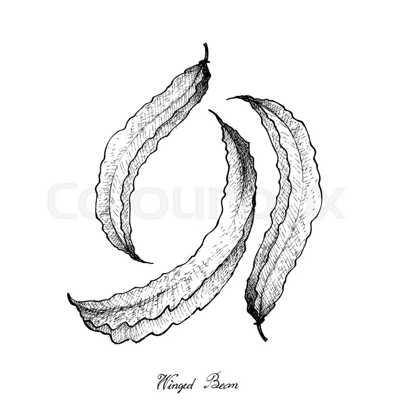 800x800 Vegetable, Illustration Of Hand Drawn Sketch Fresh Winged Bean - Bean Sketch