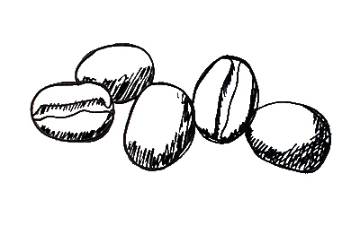 400x252 Five Beans Coffee Bean Sketch For Morning Glass Coffee Doctor - Bean Sketch