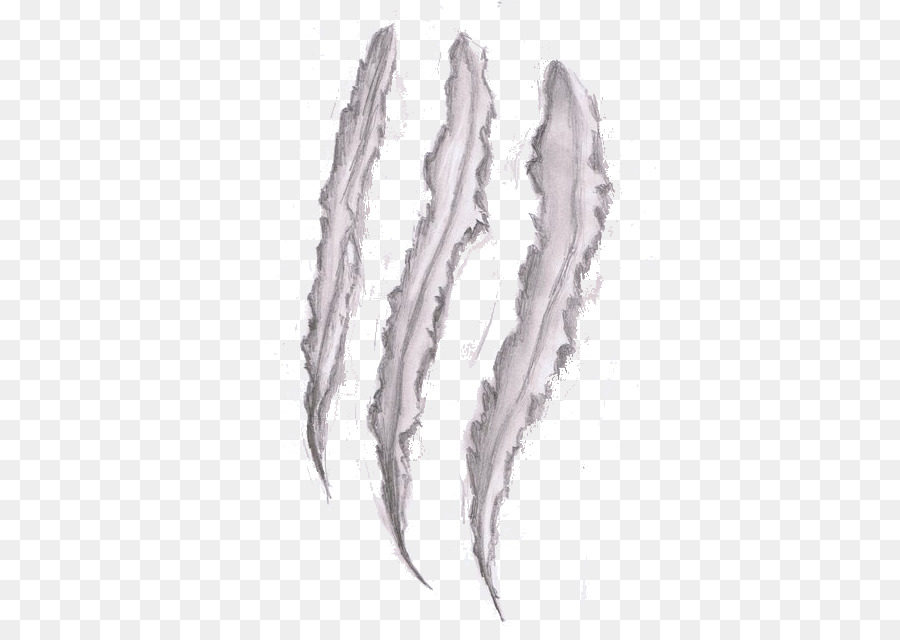 900x640 Tiger Claw Drawing Lion Gray Wolf - Bear Claw Sketch