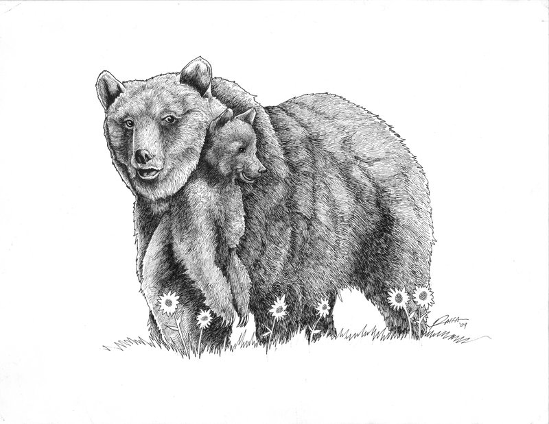 800x619 Gallery Drawing Of A Bear Cub, - Bear Cub Sketch