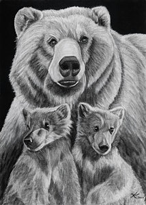 214x300 Grizzly Bear Cub Drawings Fine Art America - Bear Cub Sketch