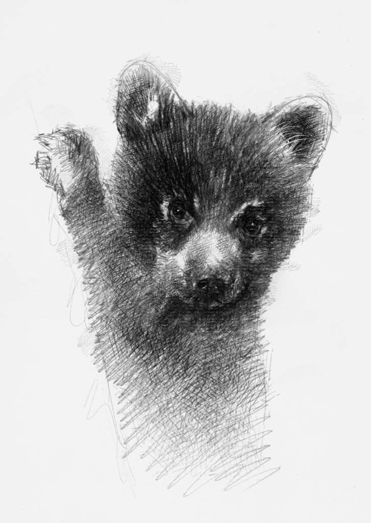 727x1024 Little Bear - Bear Cub Sketch