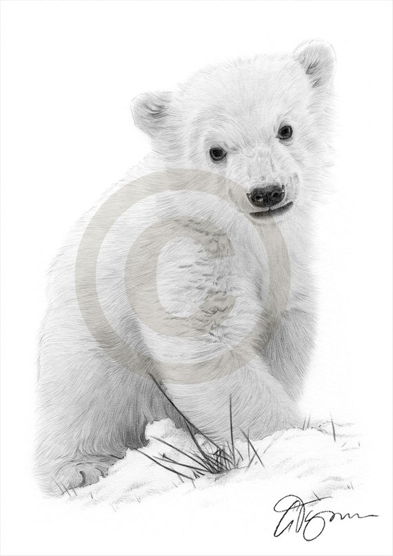 570x806 Polar Bear Cub Artwork Pencil Drawing Print Wildlife Art Etsy - Bear Cub Sketch
