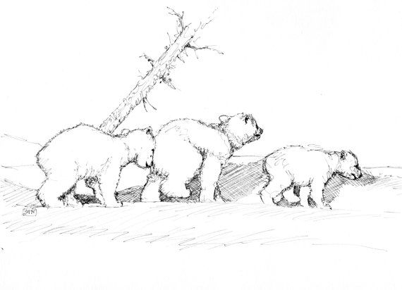 570x412 Three Bear Cubs. Pen And Ink Drawing By Theartofmarkrhansen A - Bear Cub Sketch