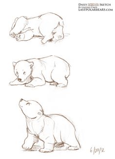 236x325 Simple Polar Bear Drawing - Bear Cub Sketch