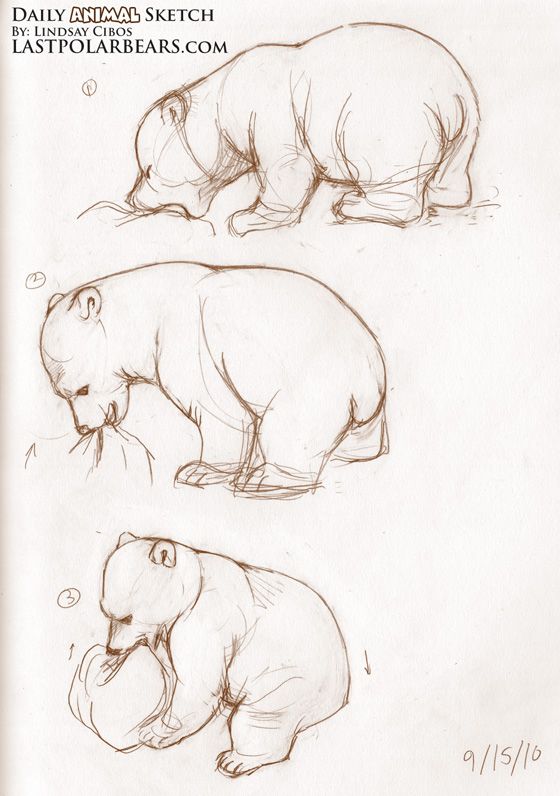 560x796 Sketching Bear Cubs Daily Animal Sketch Polar Bear Cub Knut - Bear Cub Sketch