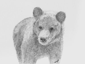 300x225 Bear Cub Drawings Fine Art America - Bear Cub Sketch