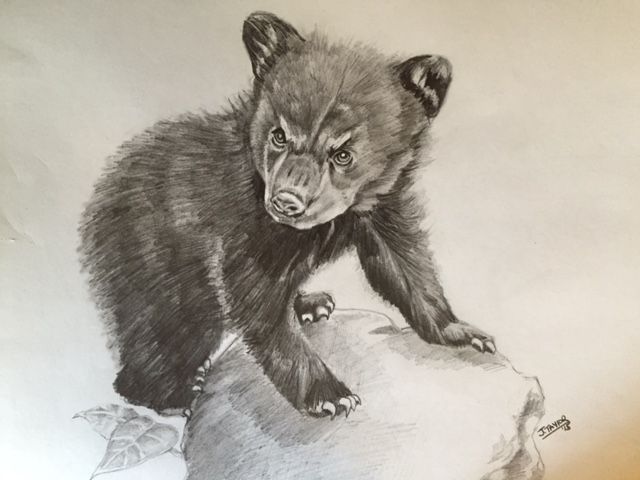 640x480 Bear Cub Sketch By Noahstormcrow Ink Ideas Tattoo - Bear Cub Sketch
