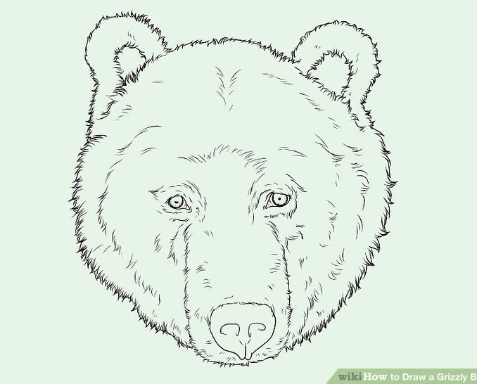 678x546 Collection Of Grizzly Bear Face Drawing Download Them And Try To - Bear Face Sketch