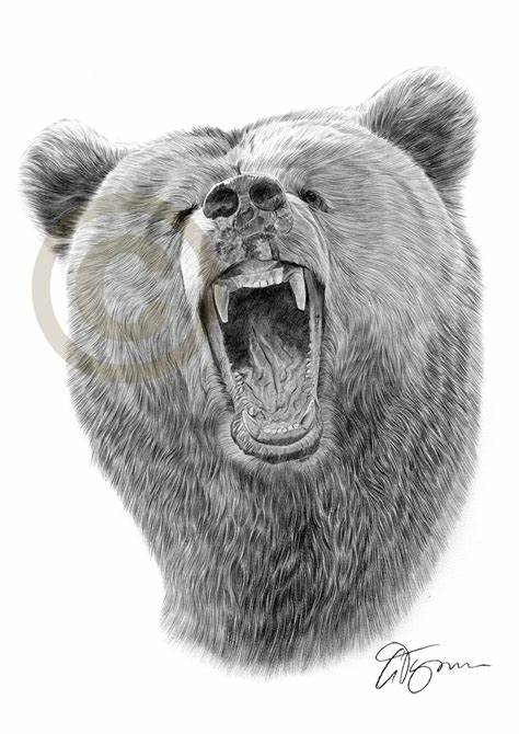 474x670 Grizzly Bear Face Drawings. Grizzly Bear Face Drawing - Bear Face Sketch