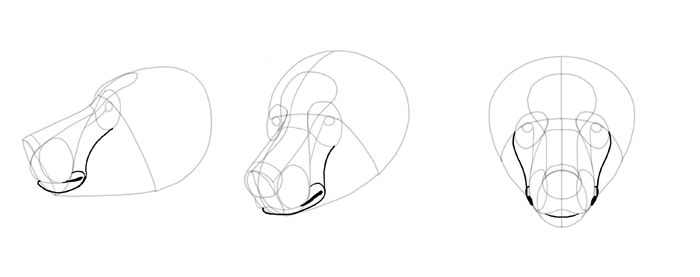 700x277 How To Draw Bears Big, Fluffy Amp Clumsy - Bear Face Sketch