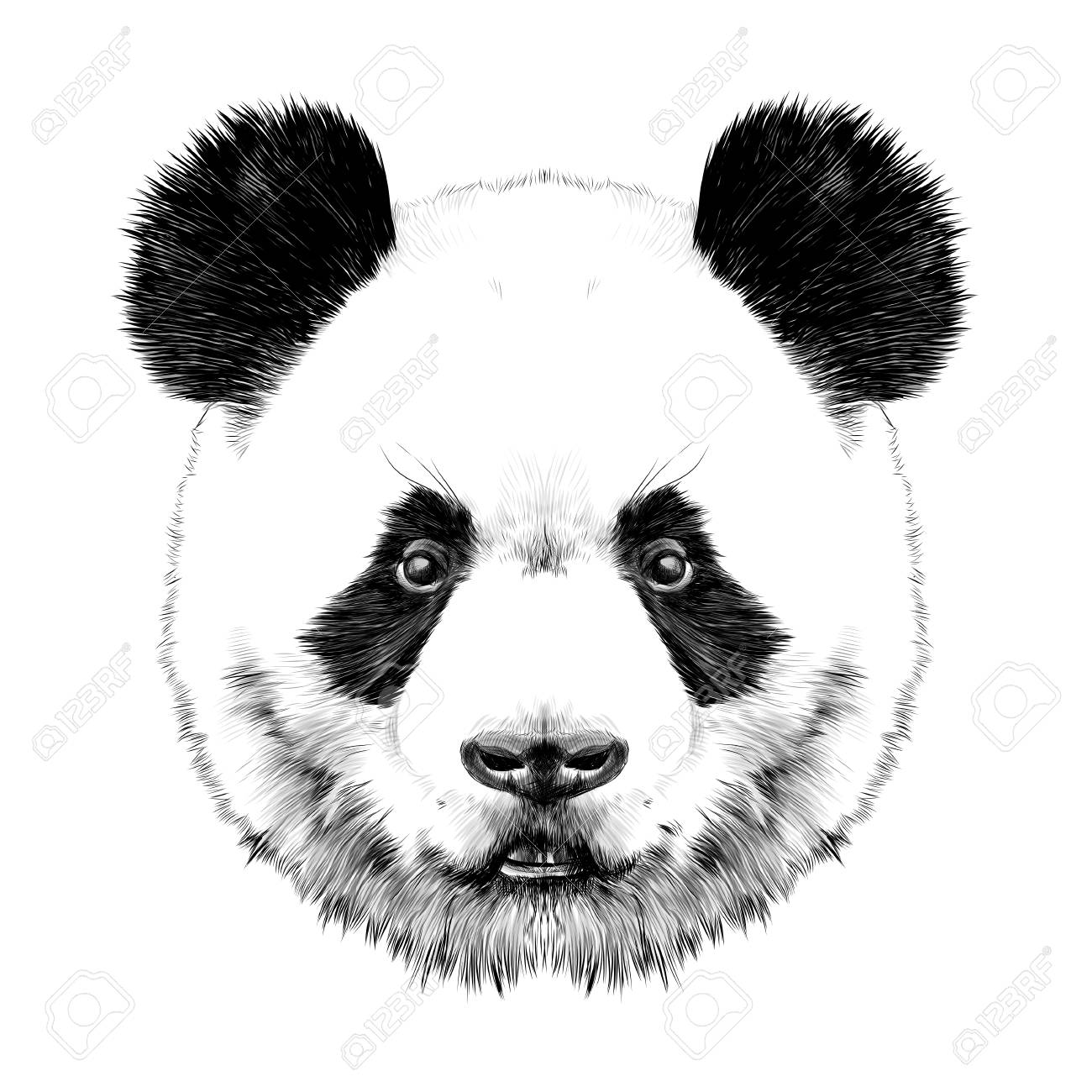 1300x1300 Collection Of Panda Bear Face Drawing High Quality, Free - Bear Face Sketch