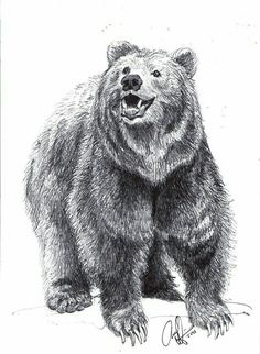 236x322 50 Best Bear Sketches Images In 2018 Animal - Bear Face Sketch