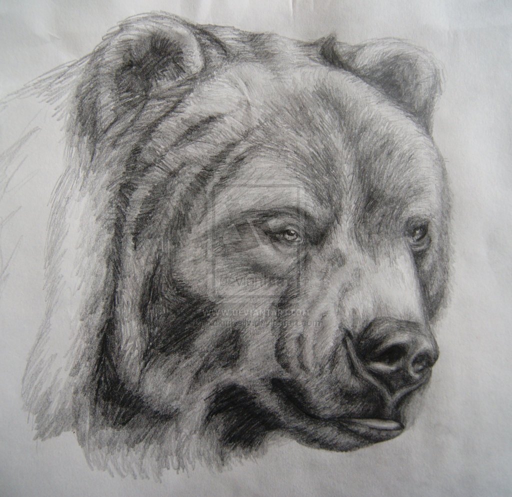 1024x994 Polar Bear Face Realistic Drawing - Bear Face Sketch
