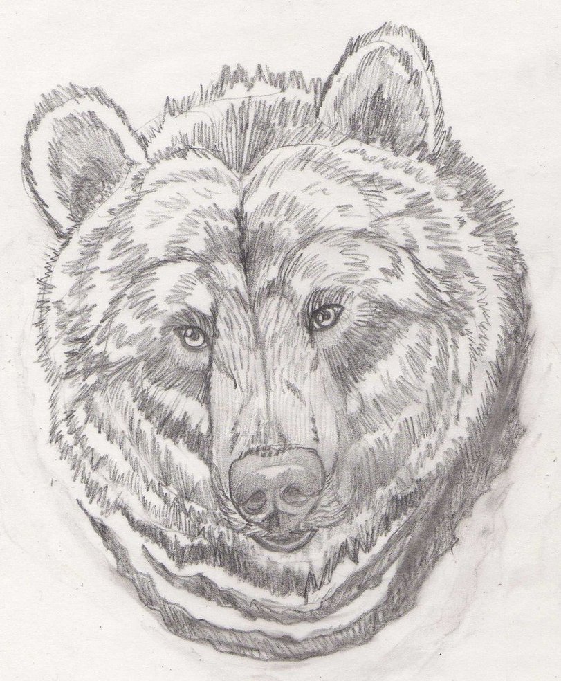 811x984 Bear Face By Lorfis Aniu - Bear Face Sketch