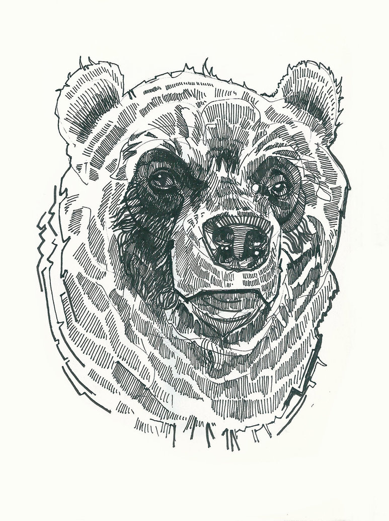 773x1034 Bear Head(Sketch 32) By Ymadness - Bear Head Sketch