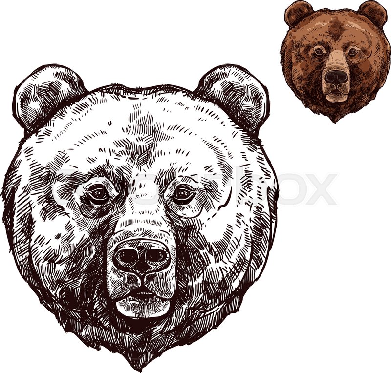 800x764 Bear Head Isolated Sketch Of Wild Animal. Grizzly Bear Muzzle With - Bear Head Sketch