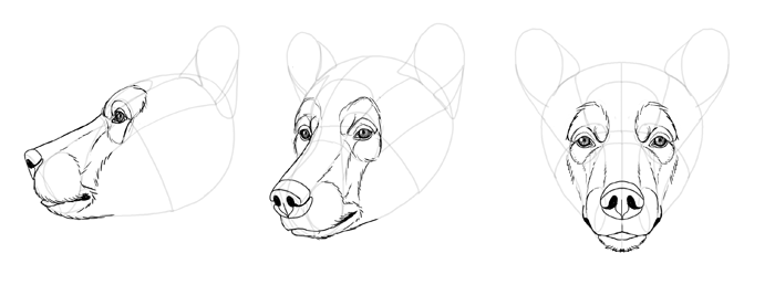 700x277 How To Draw Bears Big, Fluffy Amp Clumsy - Bear Head Sketch