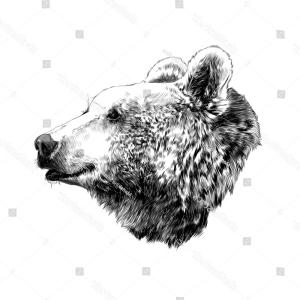 Bear Head Sketch at PaintingValley.com | Explore collection of Bear ...