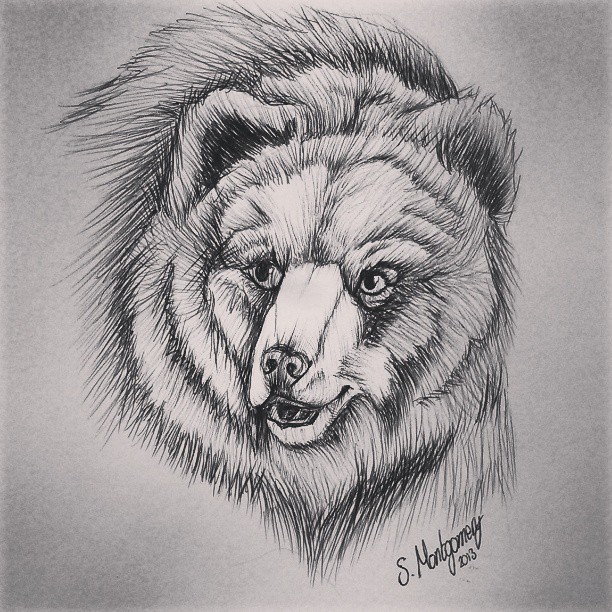 612x612 Attractive Bear Head Tattoo Sketch - Bear Head Sketch