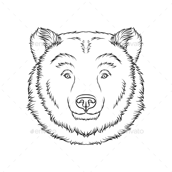 590x590 Sketch Of Bears Head, Portrait Of Forest Animal By Happypictures - Bear Head Sketch