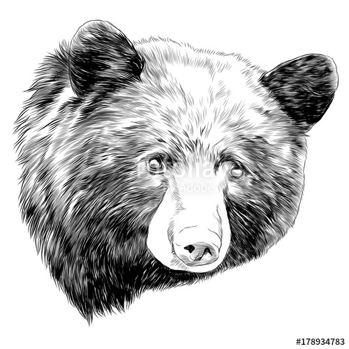 500x500 Black Bear Sketch Head Vector Graphics Monochrome Black And White - Bear Head Sketch