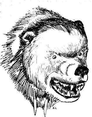 315x400 Fierce Bear Head Sketch - Bear Head Sketch